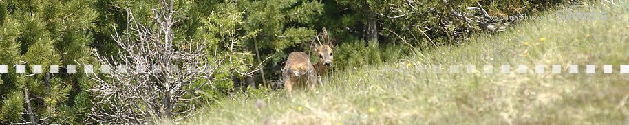Caccia - Jagd - Hunting